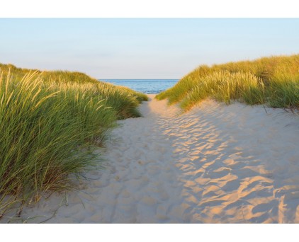 8-995 Фотообои Komar "Sandy Path"