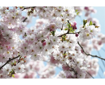 8-507 Фотообои Komar "Spring"