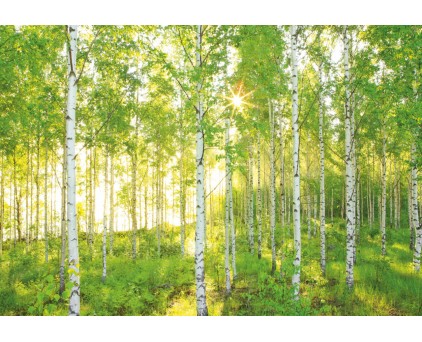 XXL4-519 Фотообои Komar "Sunday"